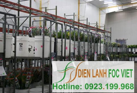 kho lạnh bảo quản hoa tươi