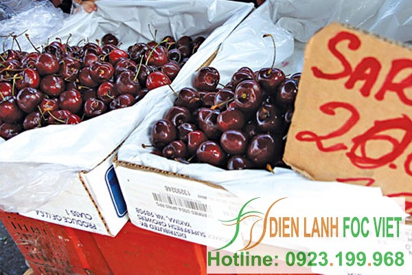 lắp đặt kho lạnh bảo quản trái cây