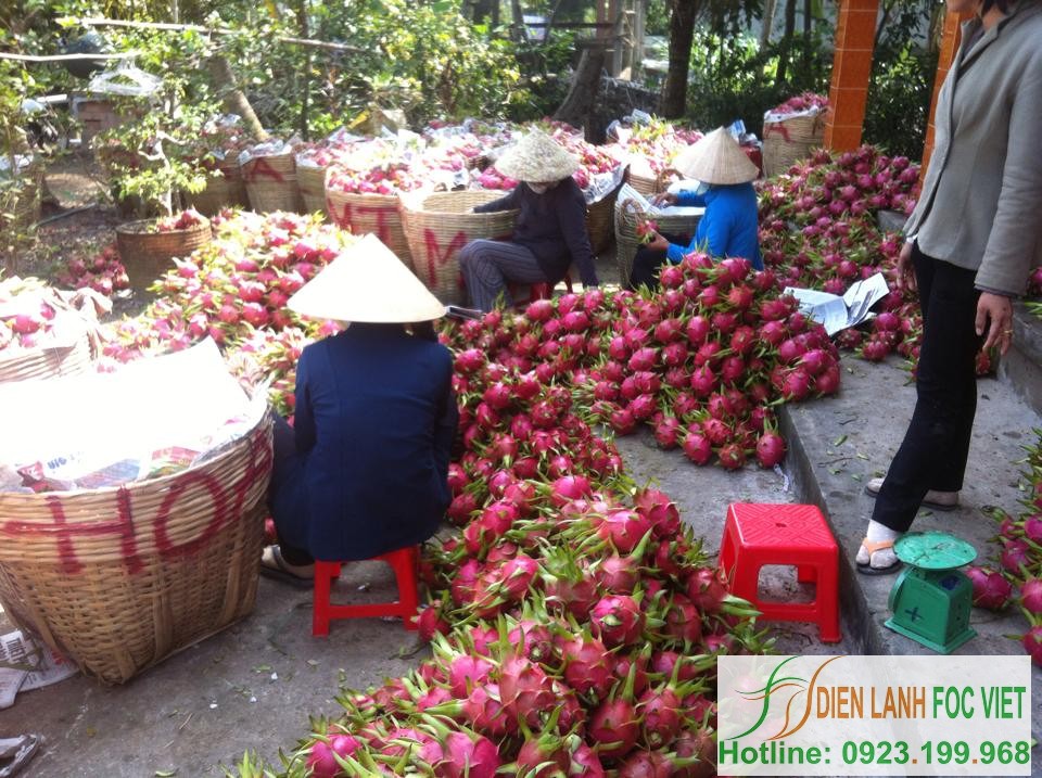 bảo quản trái cây