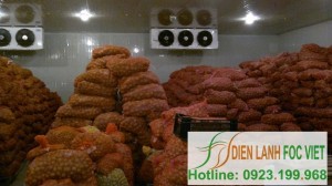 Kho lạnh bảo quản khoai tây giống – Quy trình bảo quản khoai tây giống bằng kho lạnh Kho lạnh bảo quản khoai tây giống – Quy trình bảo quản khoai tây giống bằng kho lạnh